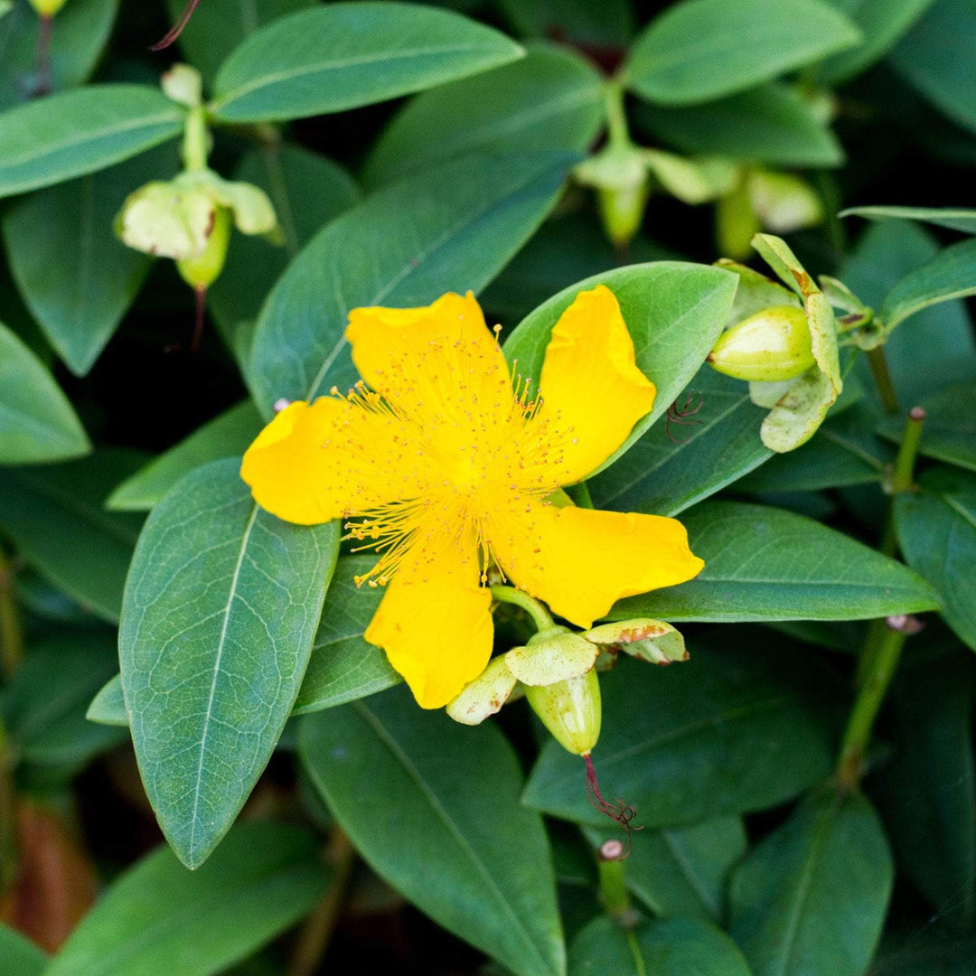 AcquaGarden Outdoor Plants Hypericum 'Magical Beauty'