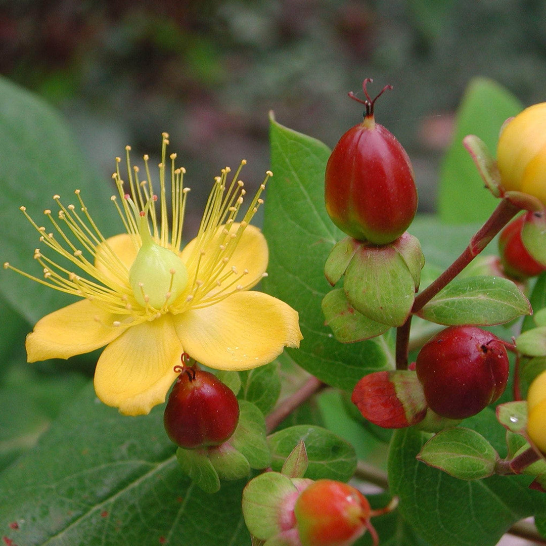 AcquaGarden Outdoor Plants Hypericum 'Magical Beauty'