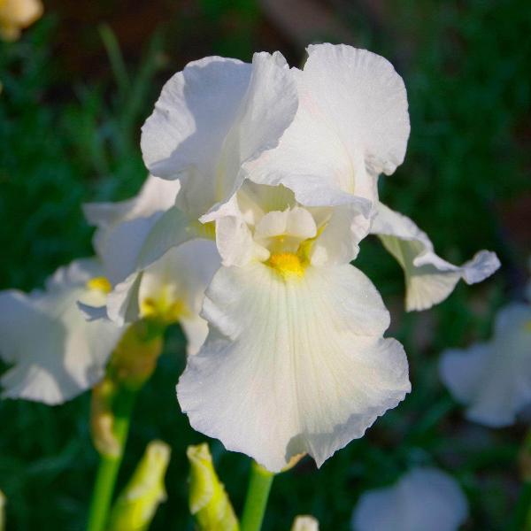 AcquaGarden Outdoor Plants Iris 'Harpswell Happiness'