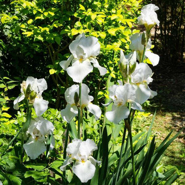 AcquaGarden Outdoor Plants Iris 'Harpswell Happiness'