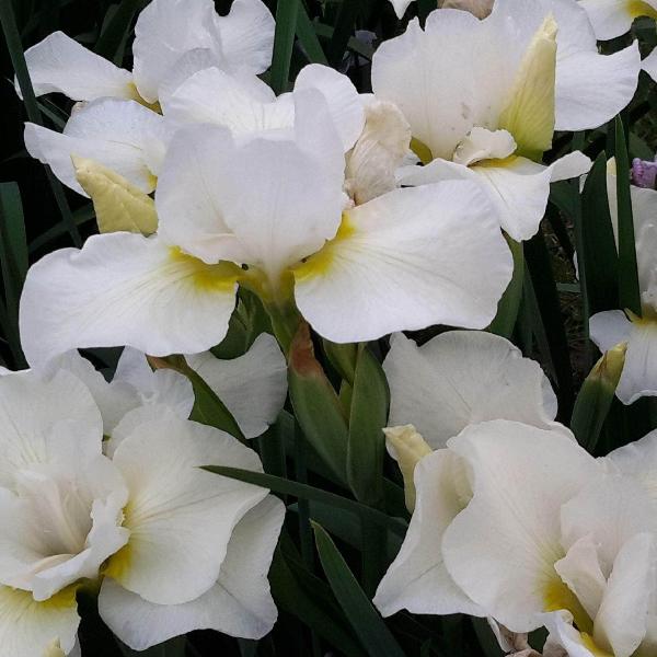 AcquaGarden Outdoor Plants Iris 'Harpswell Happiness'