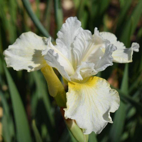 AcquaGarden Outdoor Plants Iris 'Harpswell Happiness'