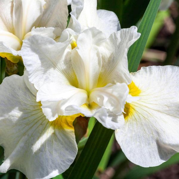 AcquaGarden Outdoor Plants Iris 'Harpswell Happiness'