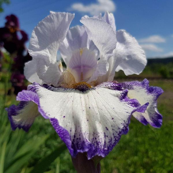 AcquaGarden Outdoor Plants Iris 'Miles Ahead'