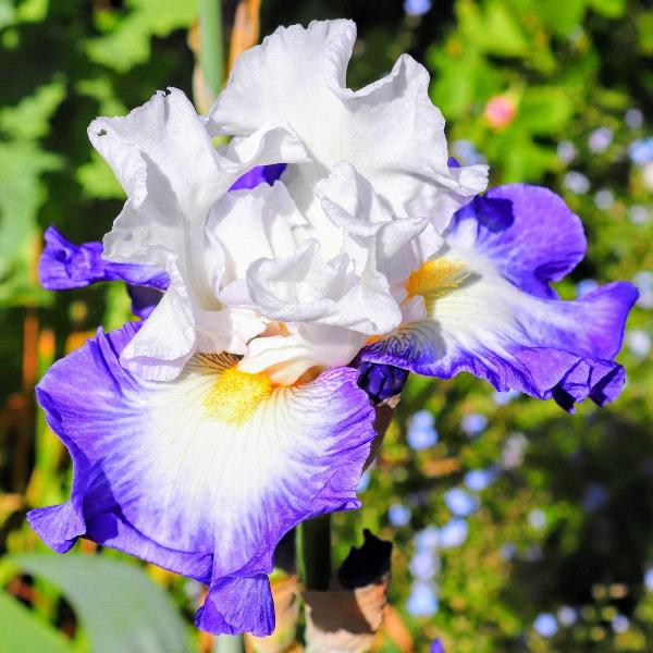AcquaGarden Outdoor Plants Iris 'Miles Ahead'