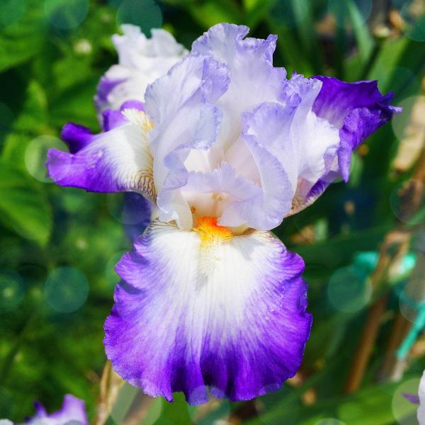 AcquaGarden Outdoor Plants Iris 'Miles Ahead'