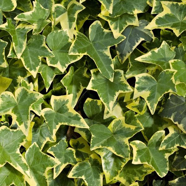 AcquaGarden Outdoor Plants Ivy 'Goldchild'