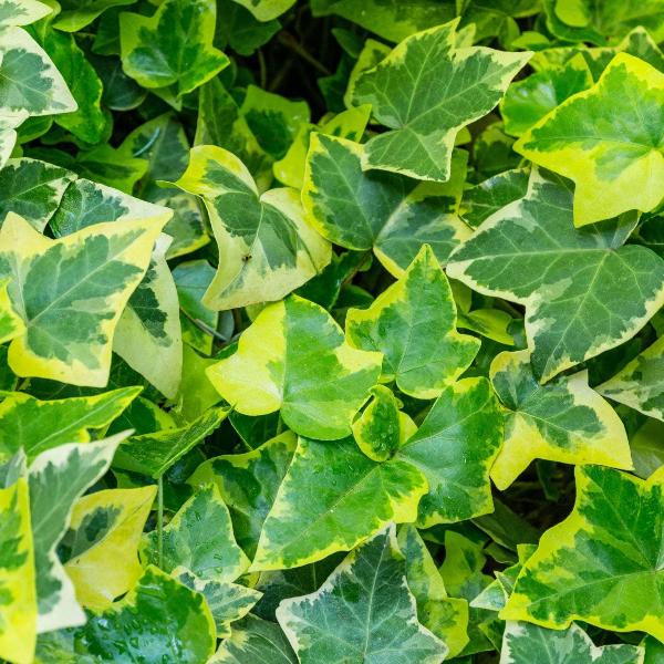 AcquaGarden Outdoor Plants Ivy 'Goldchild'