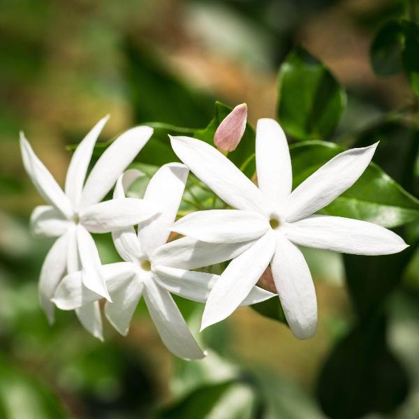 AcquaGarden Outdoor Plants Jasmine 'Officinale Sunbeam'