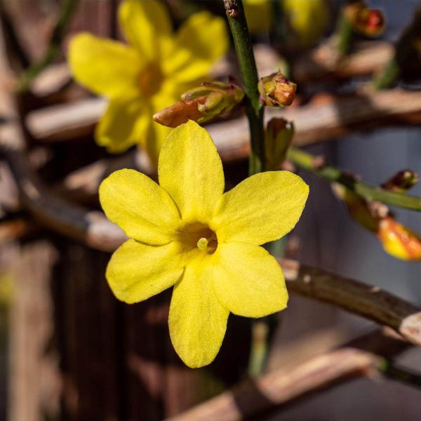 AcquaGarden Outdoor Plants Jasminum Nudiflorum