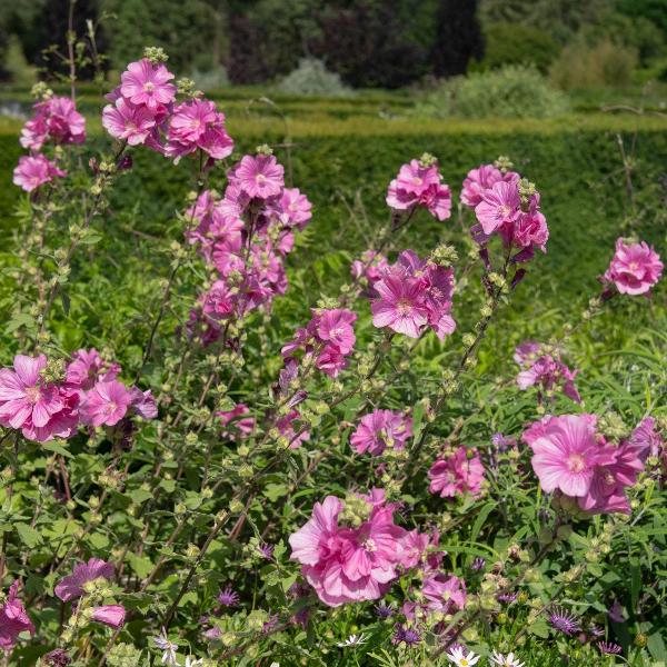AcquaGarden Outdoor Plants Lavatera 'Bredon Springs'