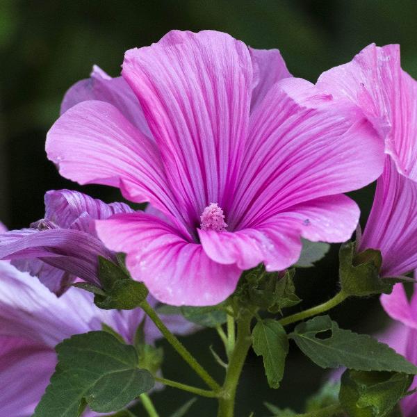 AcquaGarden Outdoor Plants Lavatera 'Bredon Springs'