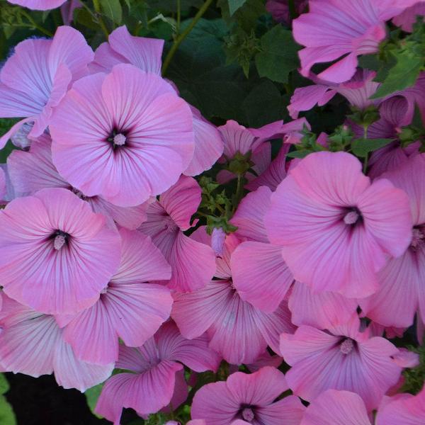 AcquaGarden Outdoor Plants Lavatera 'Bredon Springs'