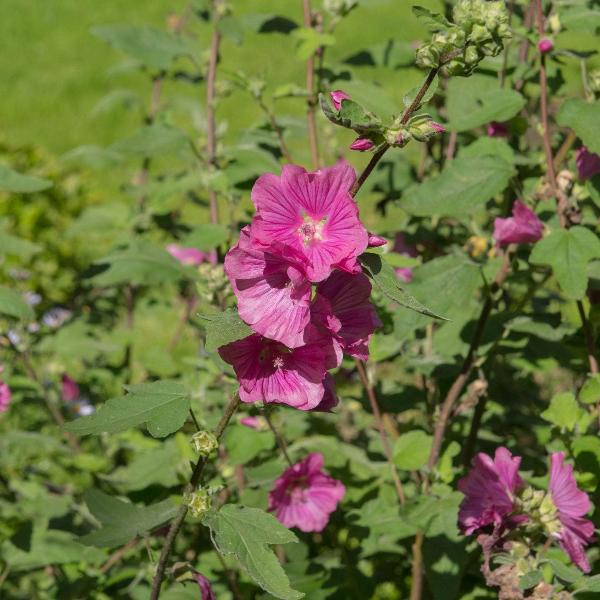 AcquaGarden Outdoor Plants Lavatera 'Bredon Springs'