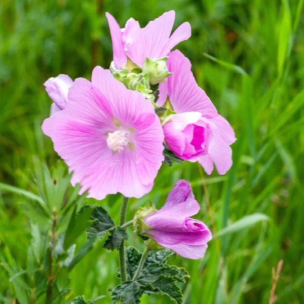 AcquaGarden Outdoor Plants Lavatera 'Bredon Springs'