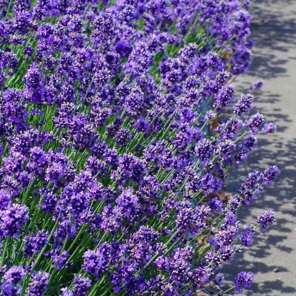 AcquaGarden Outdoor Plants Lavender 'Dwarf Blue'