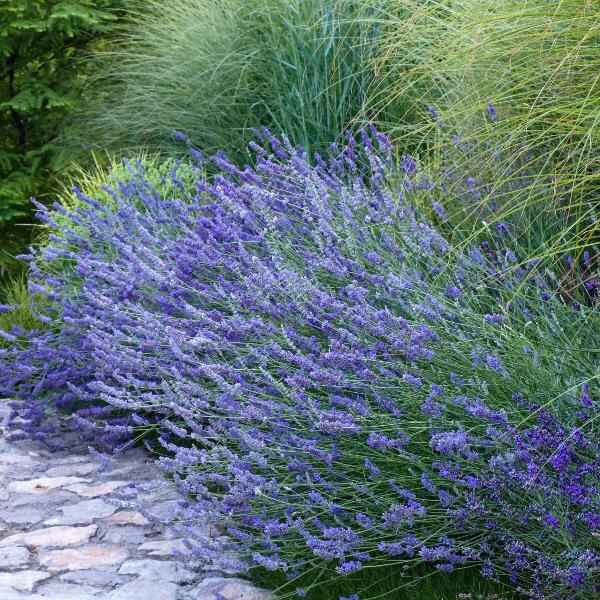 AcquaGarden Outdoor Plants Lavender 'Dwarf Blue'