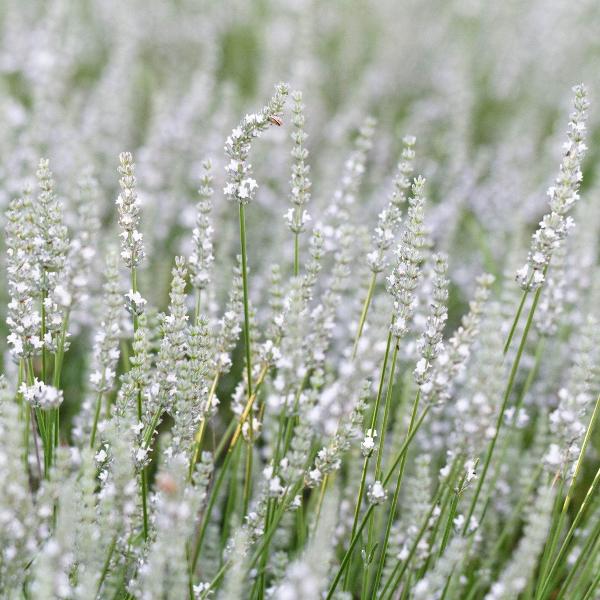 AcquaGarden Outdoor Plants Lavender 'Edelweiss'