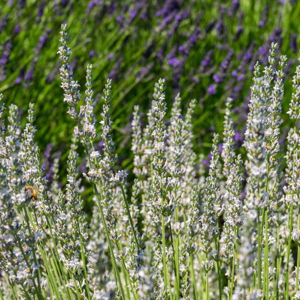 AcquaGarden Outdoor Plants Lavender 'Edelweiss'
