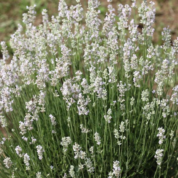 AcquaGarden Outdoor Plants Lavender 'Edelweiss'