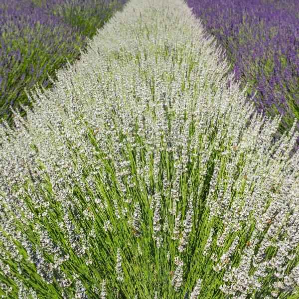 AcquaGarden Outdoor Plants Lavender 'Edelweiss'