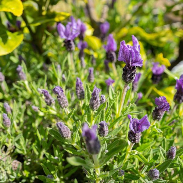 fathead lavender plants Lavender 'Fathead' – Lavandula Stoechas by Acqua Garden – AcquaGarden
