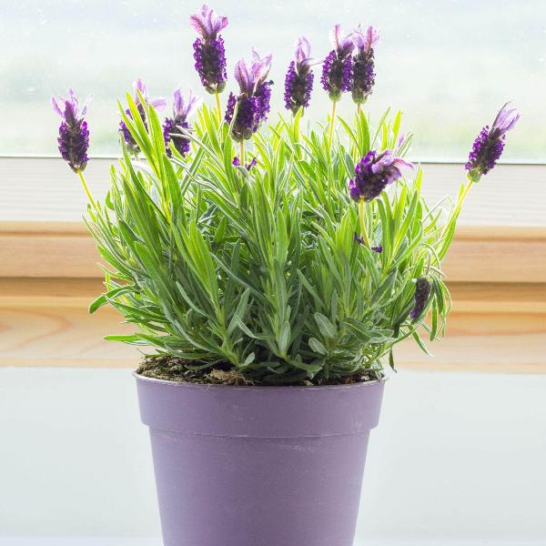 fathead lavender plants Lavender 'Fathead' – Lavandula Stoechas by Acqua Garden – AcquaGarden