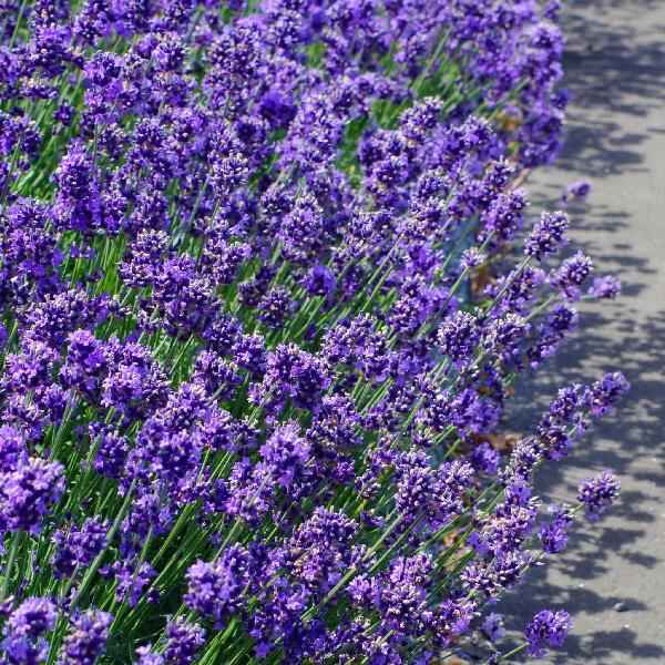 AcquaGarden Outdoor Plants Lavender 'Hidcote'