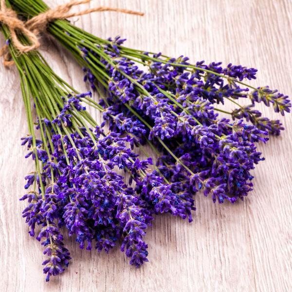 AcquaGarden Outdoor Plants Lavender 'Munstead'