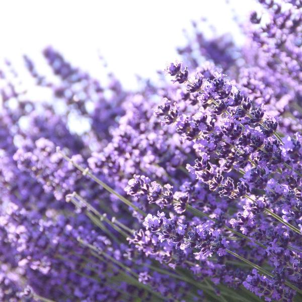 AcquaGarden Outdoor Plants Lavender 'Munstead'