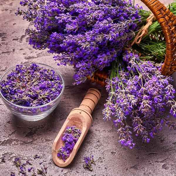 AcquaGarden Outdoor Plants Lavender 'Phenomenal'