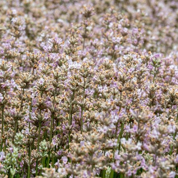 AcquaGarden Outdoor Plants Lavender 'Rosea'