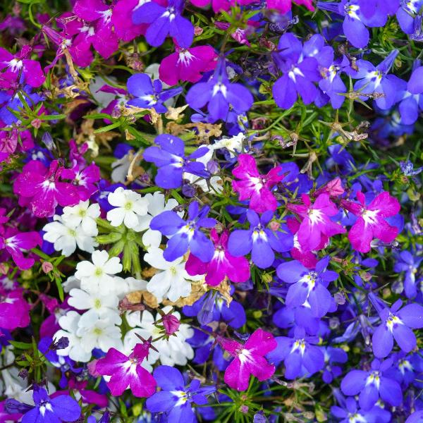 AcquaGarden Outdoor Plants Lobelia 'Celebration Mix'