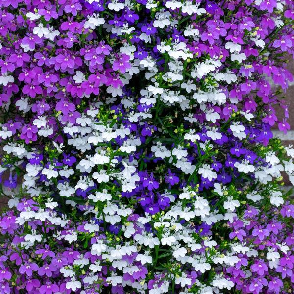 AcquaGarden Outdoor Plants Lobelia 'Celebration Mix'