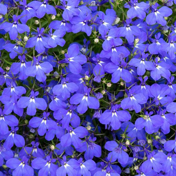 AcquaGarden Outdoor Plants Lobelia 'Crystal Palace'