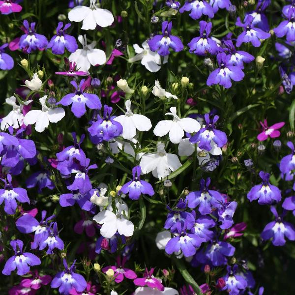 AcquaGarden Outdoor Plants Lobelia 'Fountain Mix'