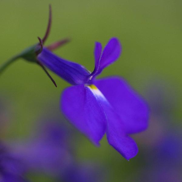 AcquaGarden Outdoor Plants Lobelia 'Sapphire'