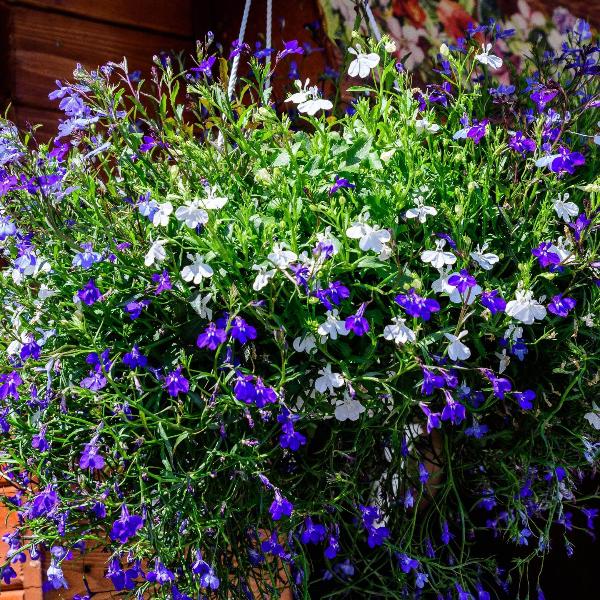 AcquaGarden Outdoor Plants Lobelia 'Trailing Mix'