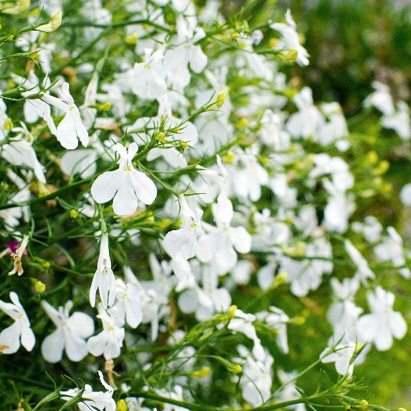 AcquaGarden Outdoor Plants Lobelia 'White'