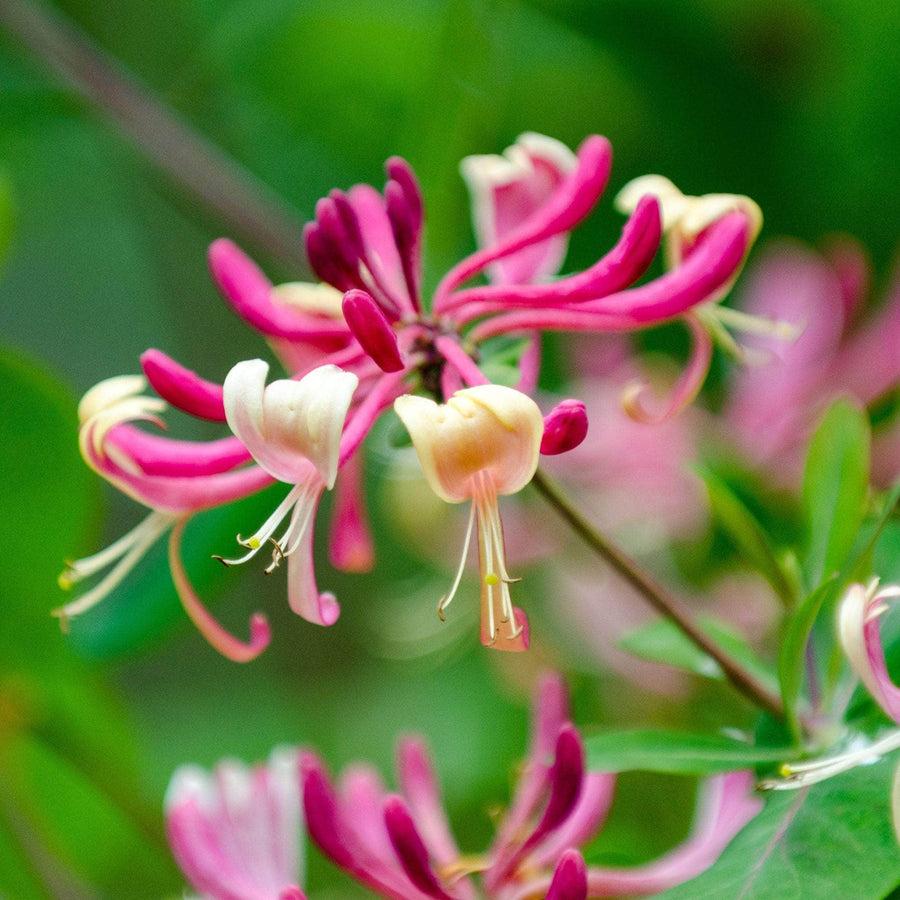 AcquaGarden Outdoor Plants Lonicera