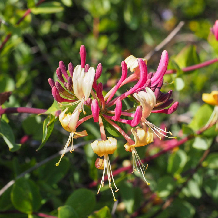 AcquaGarden Outdoor Plants Lonicera