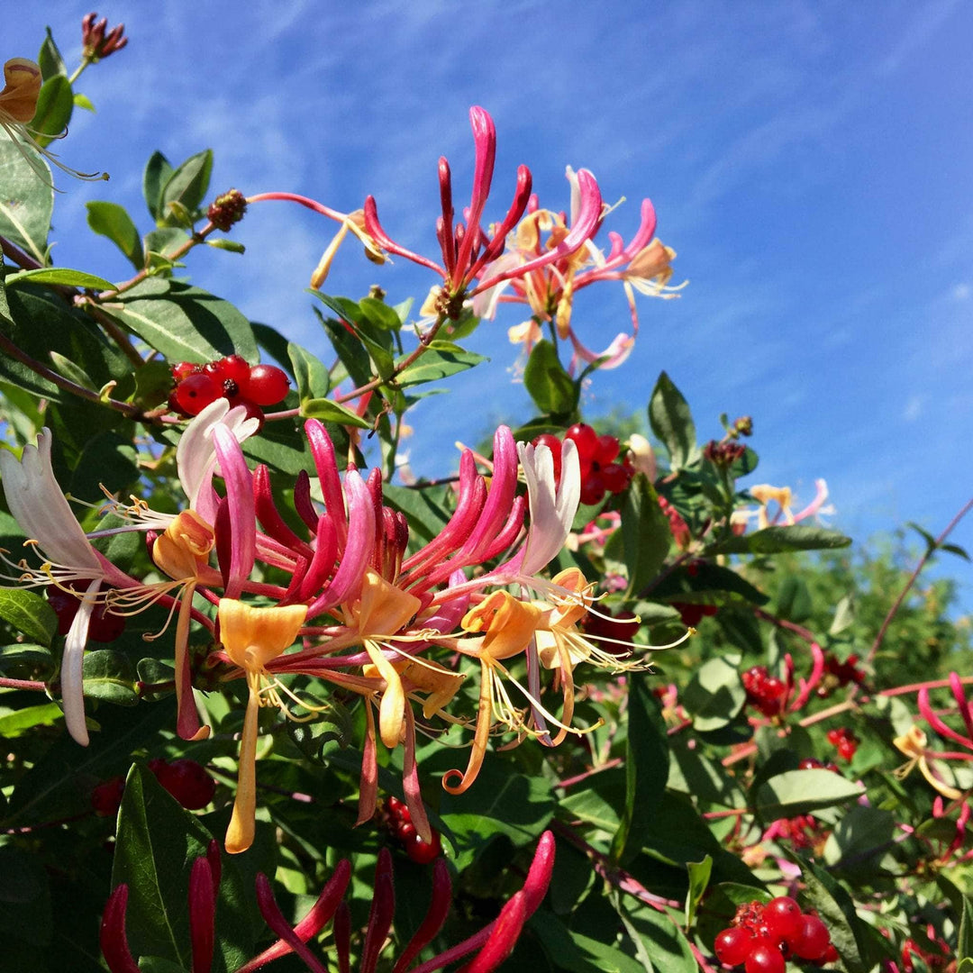 AcquaGarden Outdoor Plants Lonicera