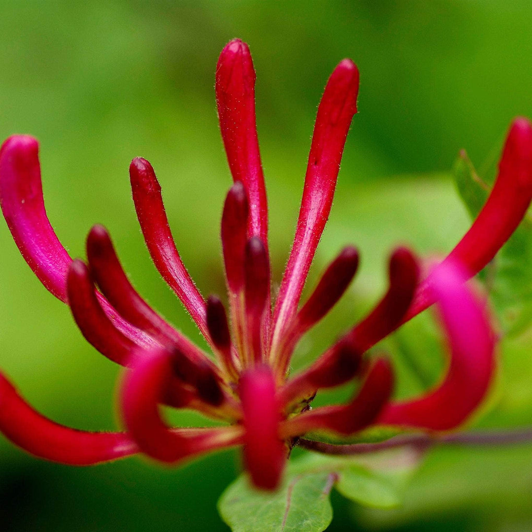 AcquaGarden Outdoor Plants Lonicera