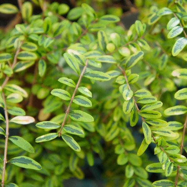 AcquaGarden Outdoor Plants Lonicera 'Lemon Beauty'