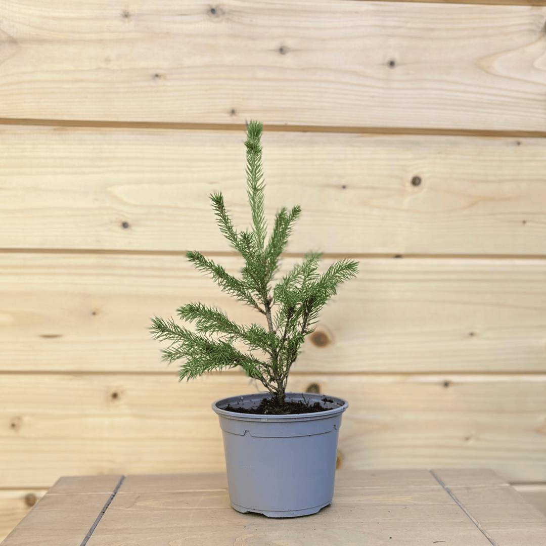 AcquaGarden Outdoor Plants My Little Christmas Tree: Norway Spruce Sapling Plugs