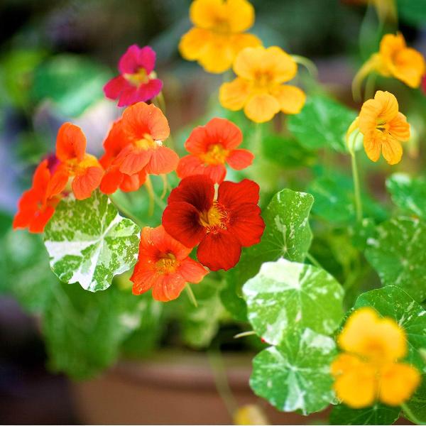 AcquaGarden Outdoor Plants Nasturtium 'Alaska Mix'