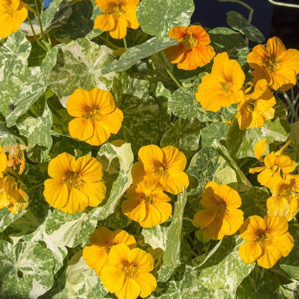 AcquaGarden Outdoor Plants Nasturtium 'Alaska Mix'