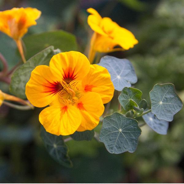 AcquaGarden Outdoor Plants Nasturtium 'Jewel Mix'