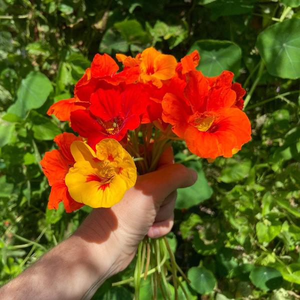 AcquaGarden Outdoor Plants Nasturtium 'Jewel Mix'