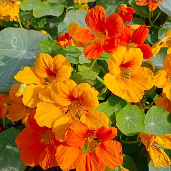 AcquaGarden Outdoor Plants Nasturtium 'Whirlybird Mix'